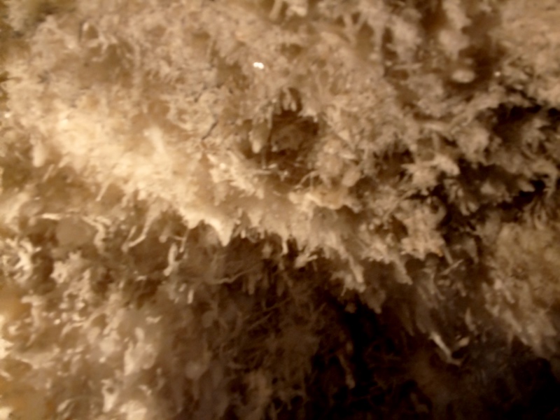 Alocados Cuevas de Bellamar