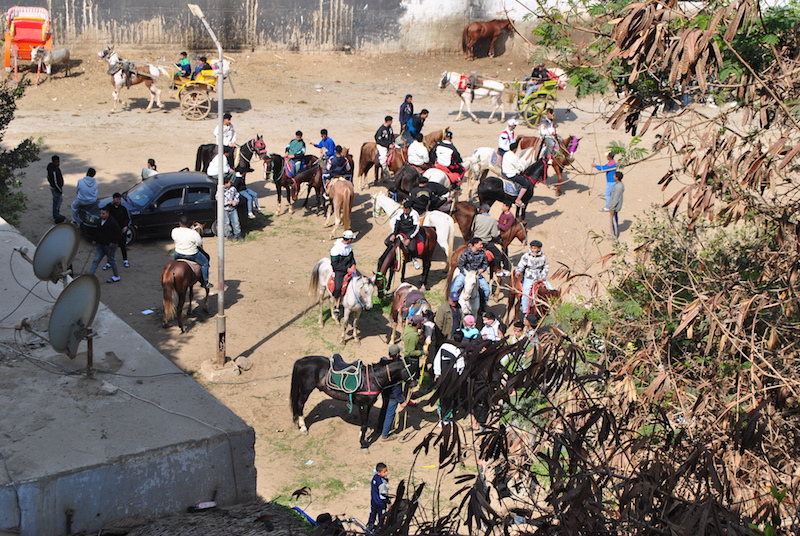 Caballos Hostel Piramides Giza