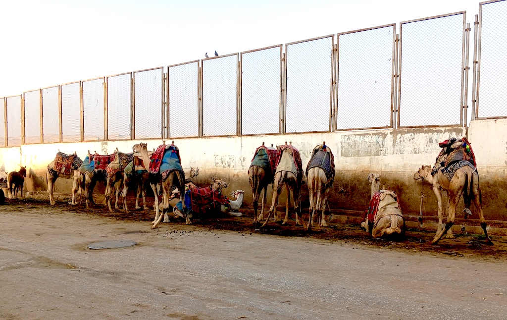 Camellos Muro Valle de Giza Caro Egipto